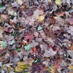 Different shades of leaves demonstrating the Law of Rhythm