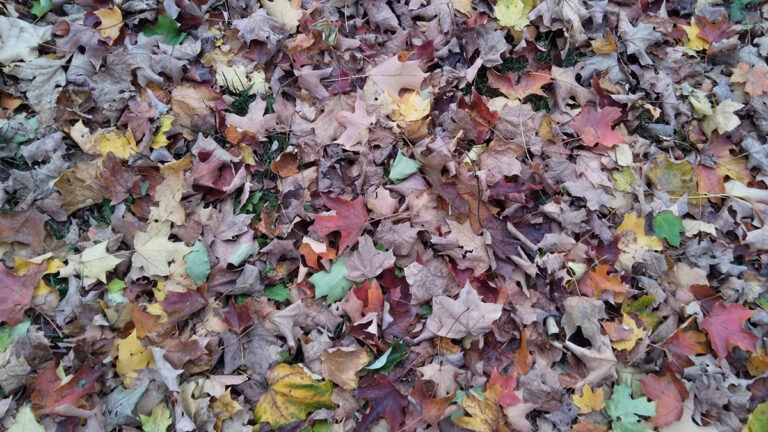Different shades of leaves demonstrating the Law of Rhythm