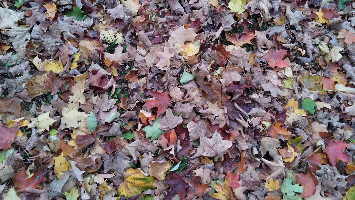 Different shades of leaves demonstrating the Law of Rhythm